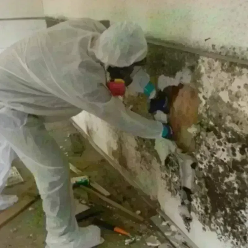 Mold Remediation and Removal in Drain, OR